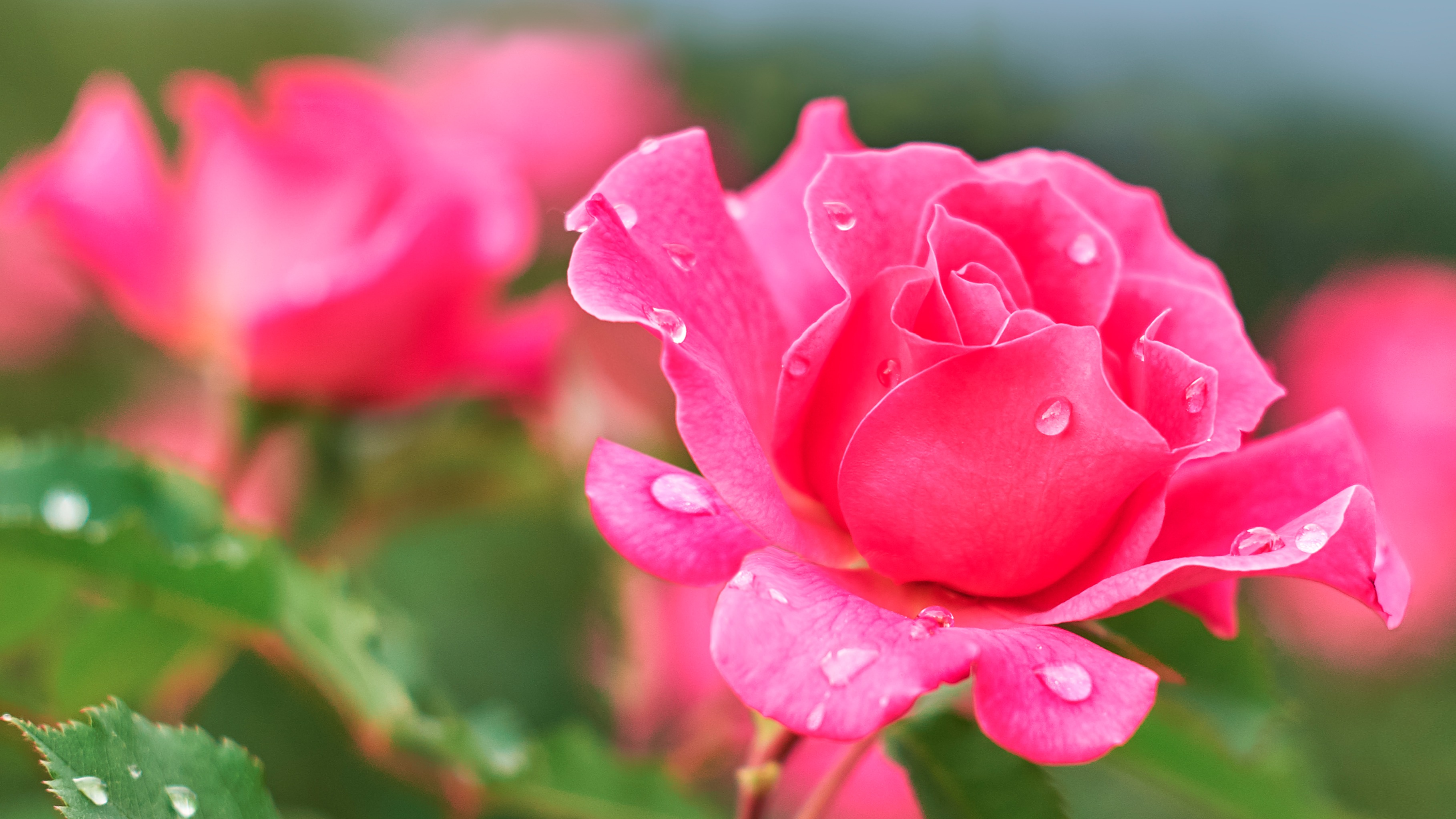 Hasîrîzâde Şeyh Ahmed Muhtar Efendi ve Şiirleri -2-